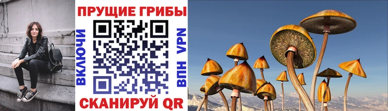 где найти   Шахты  Галлюциногенные грибы Psilocybine cubensis 